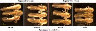 HDAC Inhibitor Titration of Transcription and Axolotl Tail Regeneration